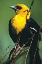 Hegewisch Yellow Blackbird, found in Calumet Open Space Reserve